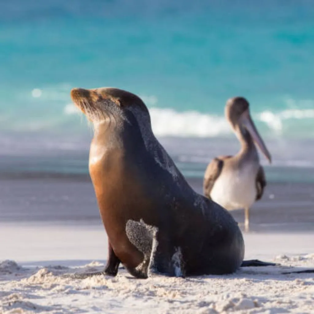 A sea lion and a seagull on a beach in the Galapagos Islands.