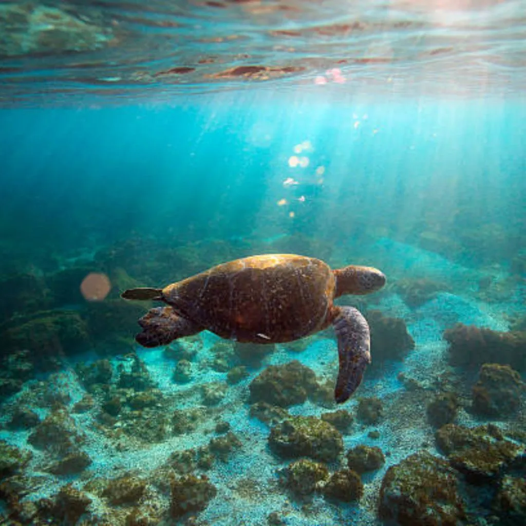 A Galapagos Sea Turtle swimming in the Galapagos Islands.