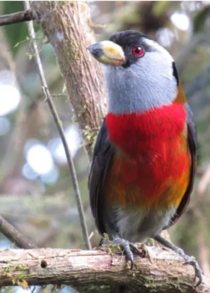 Une nouvelle espèce de grenouille de verre en Équateur ! – Ecuador  Experience