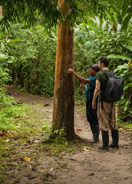 Tourist walking through the amazon jungle